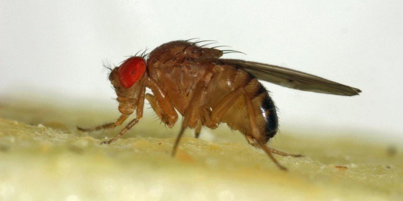 Drosophila phalerata mg