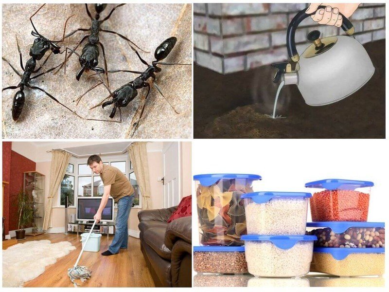 Средство от домашних муравьев