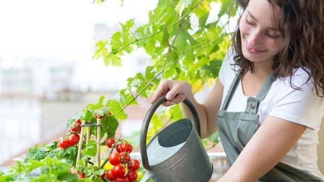 Подкормка домашней рассады томатов