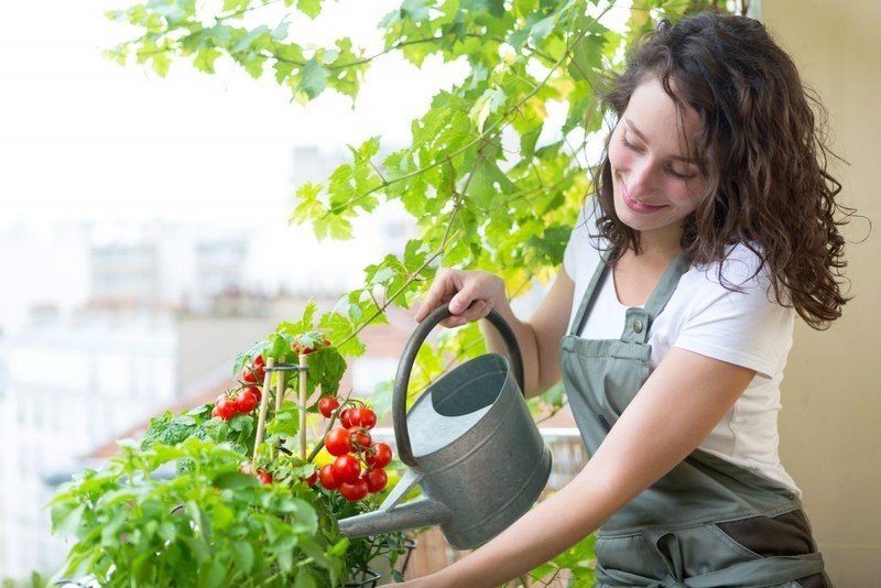 Женщина поливает помидоры