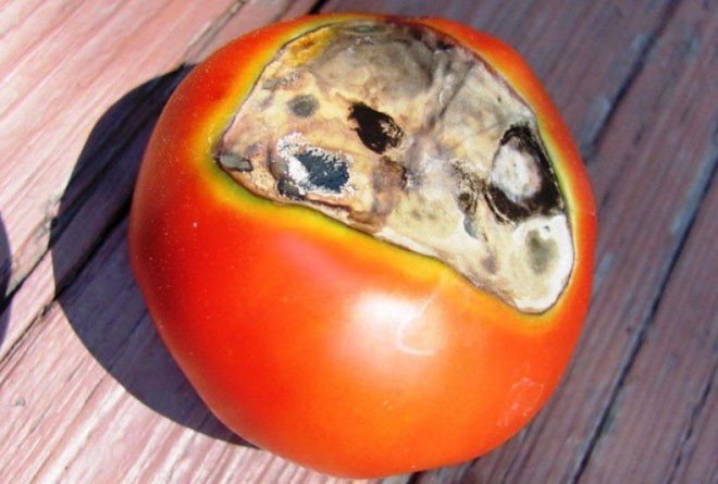 Красный гнилой томат