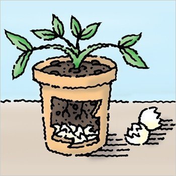 Дренаж из яичной скорлупы для комнатных растений