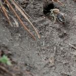 Земляные пчелы: польза или вред?