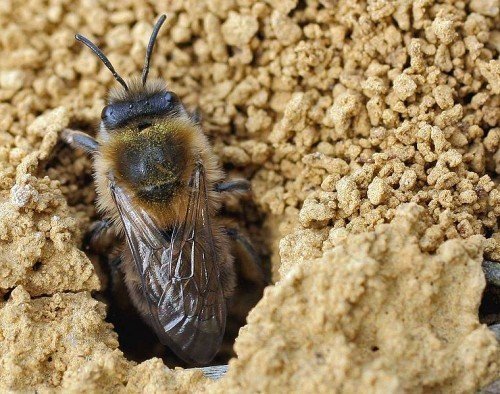 Земляная пчела андрена