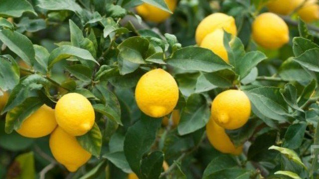 Как ухаживать за лимоном, растущим в домашних условиях в горшке