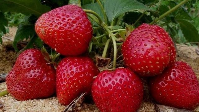 Богатый урожай без хлопот: мульчирование опилками клубники, огурцов, томатов, роз, малины и других культур