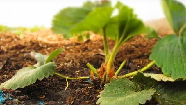 Чем подкормить клубнику весной для хорошего урожая народными средствами, отзывы
