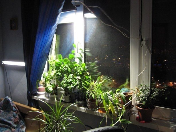Подсветка для комнатных растений в темном помещении