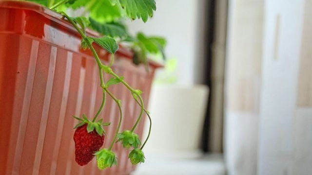 Выращивание клубники дома на подоконнике круглый год