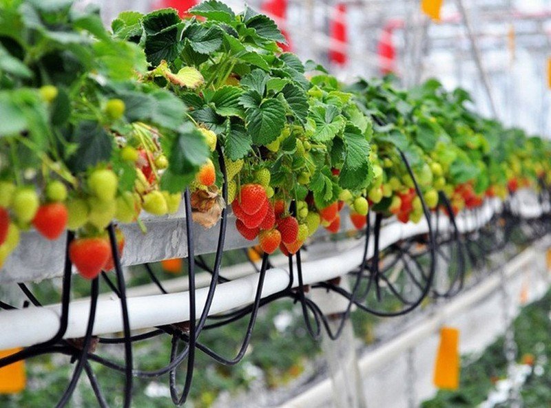 Голландские технологии выращивания клубники в теплицах круглый год