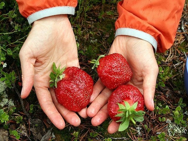 Крупные ягоды клубники в руках