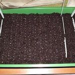 Выращивание клубники из семян в домашних условиях