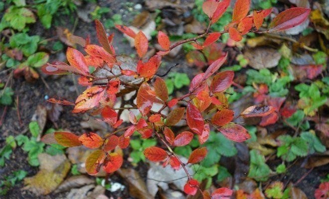 Барбарис с оранжевыми листьями осенью