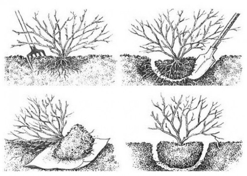 Схема посадка кустов смородины весной