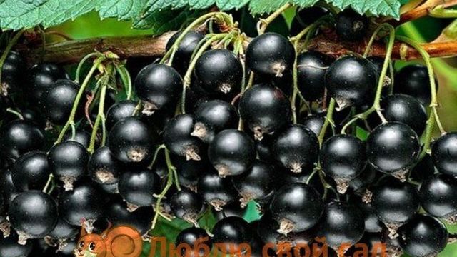 Лучшие сорта черной смородины с крупными ягодами