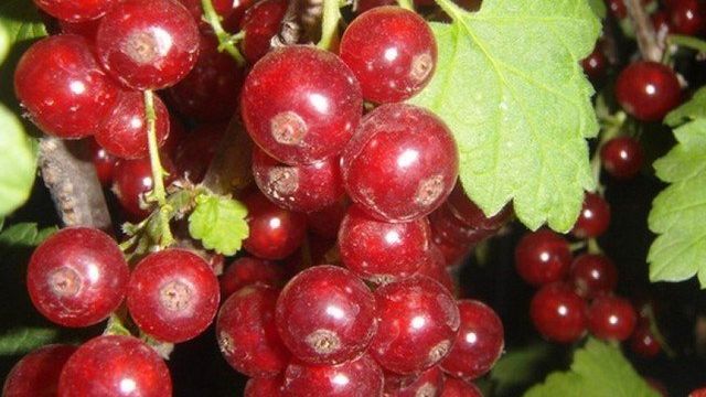 Красная смородина сорта Вика (Виктория): описание с фото, вкусовые качества плодов