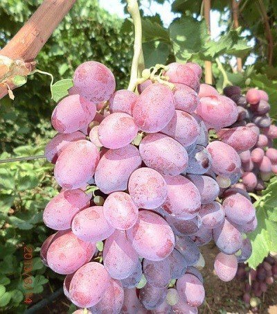 Сорт винограда граф монтекристо