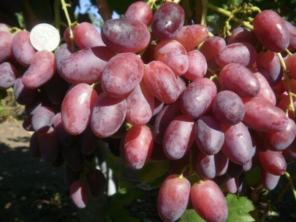 Сорт винограда марсело