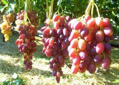 Сорт винограда переяславская рада
