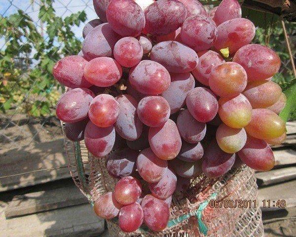 Сорт винограда пестрый
