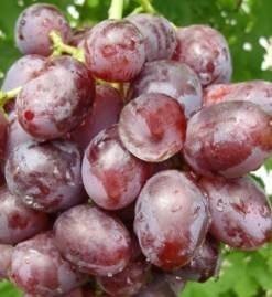 Виноград томайский