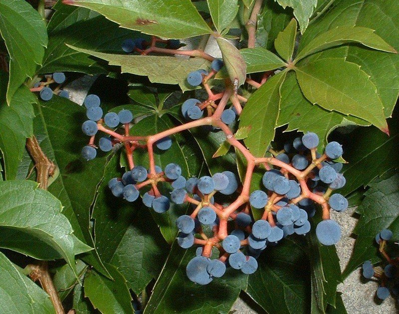 Девичий виноград пятилисточковый