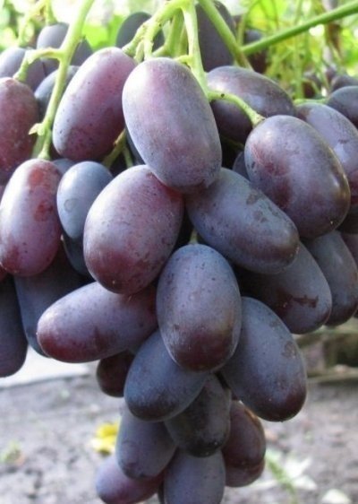 Сорт винограда декабрьский