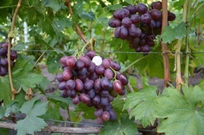 Сорт винограда джованни