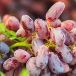 Фталан — виноград