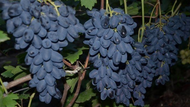 О винограде сорта Академик: описание, фото-галерея и отзывы
