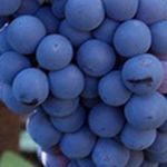Как ухаживать за виноградом в первый год посадки
