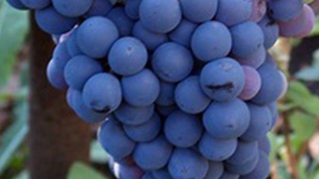 Как ухаживать за виноградом после посадки весной