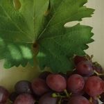 Как вырастить виноград из косточки в домашних условиях