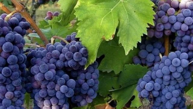 Когда сажать виноград в крыму