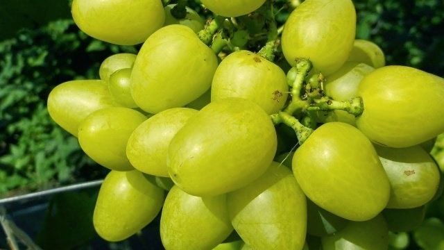 Надежда аксайская — столовая форма винограда