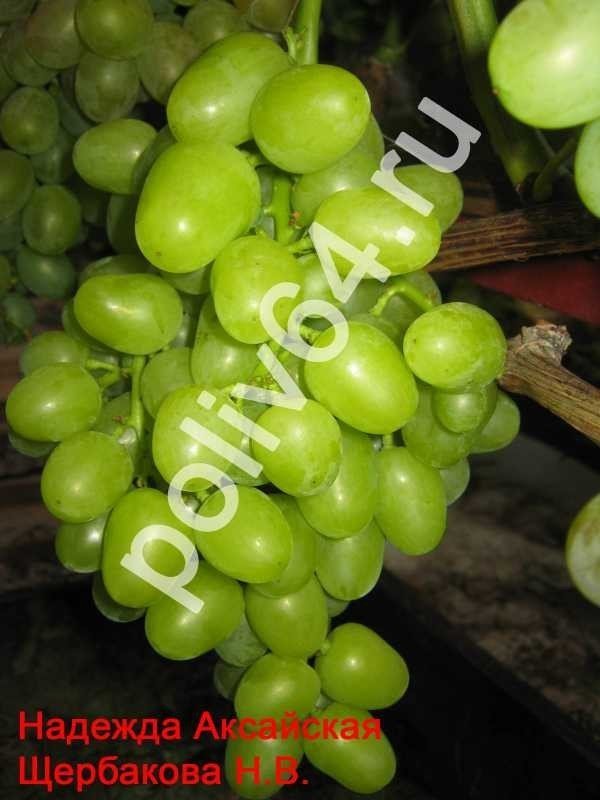 Сорт винограда богатяновский