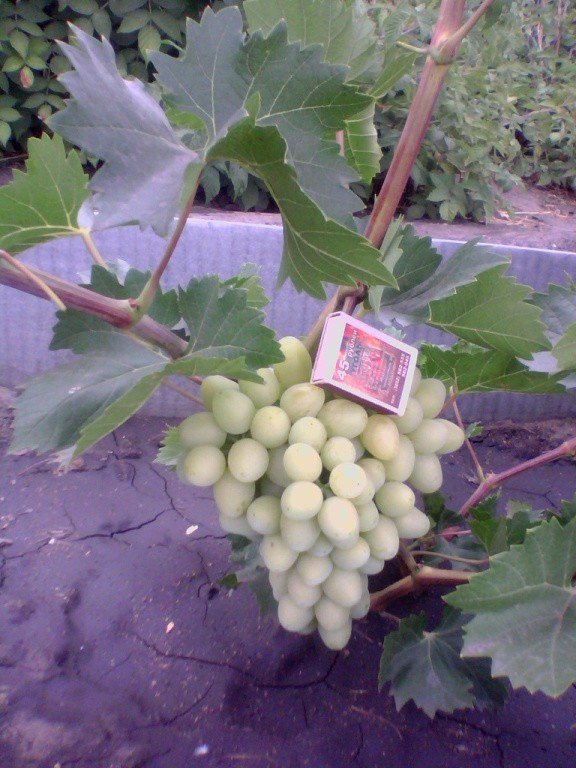 Сорт винограда надежда аксайская