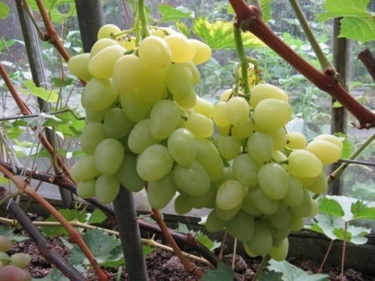 Виноград надежда аксайская