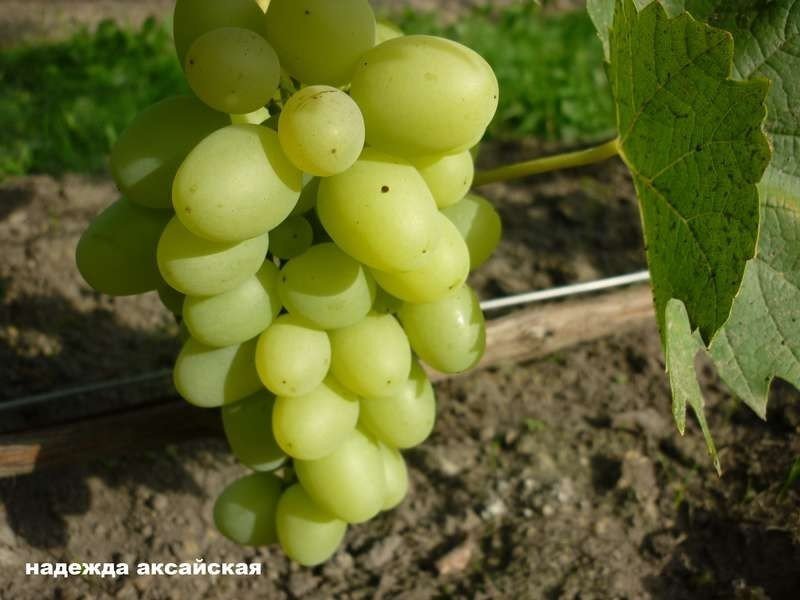 Виноград надежда азовская