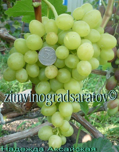 Виноград плодовый илларион