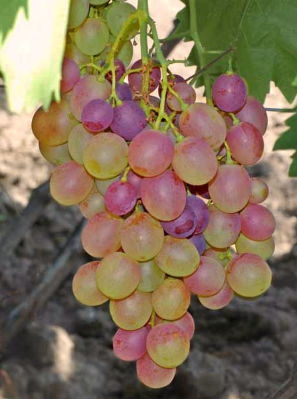 Виноград виноград кишмиш лучистый