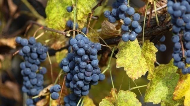 Карменер — сорт винограда: описание и характеристика вкусовых качеств, достоинства и недостатки, где лучше всего растет