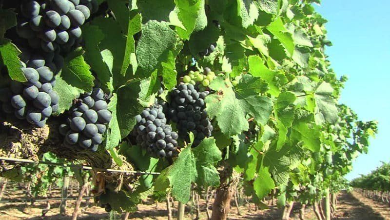 Пинотаж сорт винограда