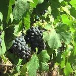 Неукрывные сорта винограда для Ленинградской области