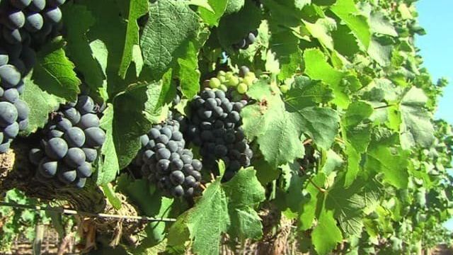 Неукрывные сорта винограда для Ленинградской области