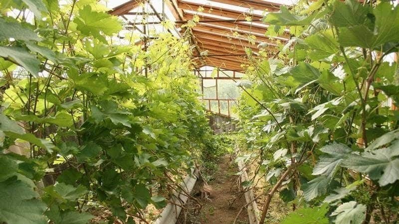 Виноград в подмосковье выращивание без теплицы