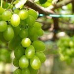 Описание винограда «Первозванный» с фото и отзывами