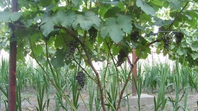 Виноград денисовский описание сорта