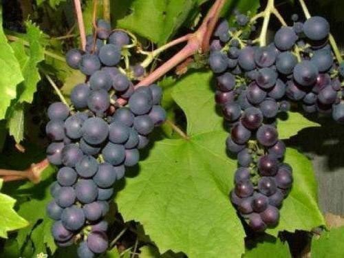 Сорт винограда памяти домбковской