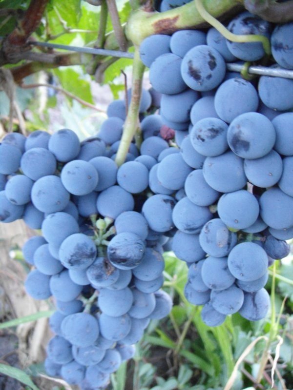 Виноград плодовый денисовский